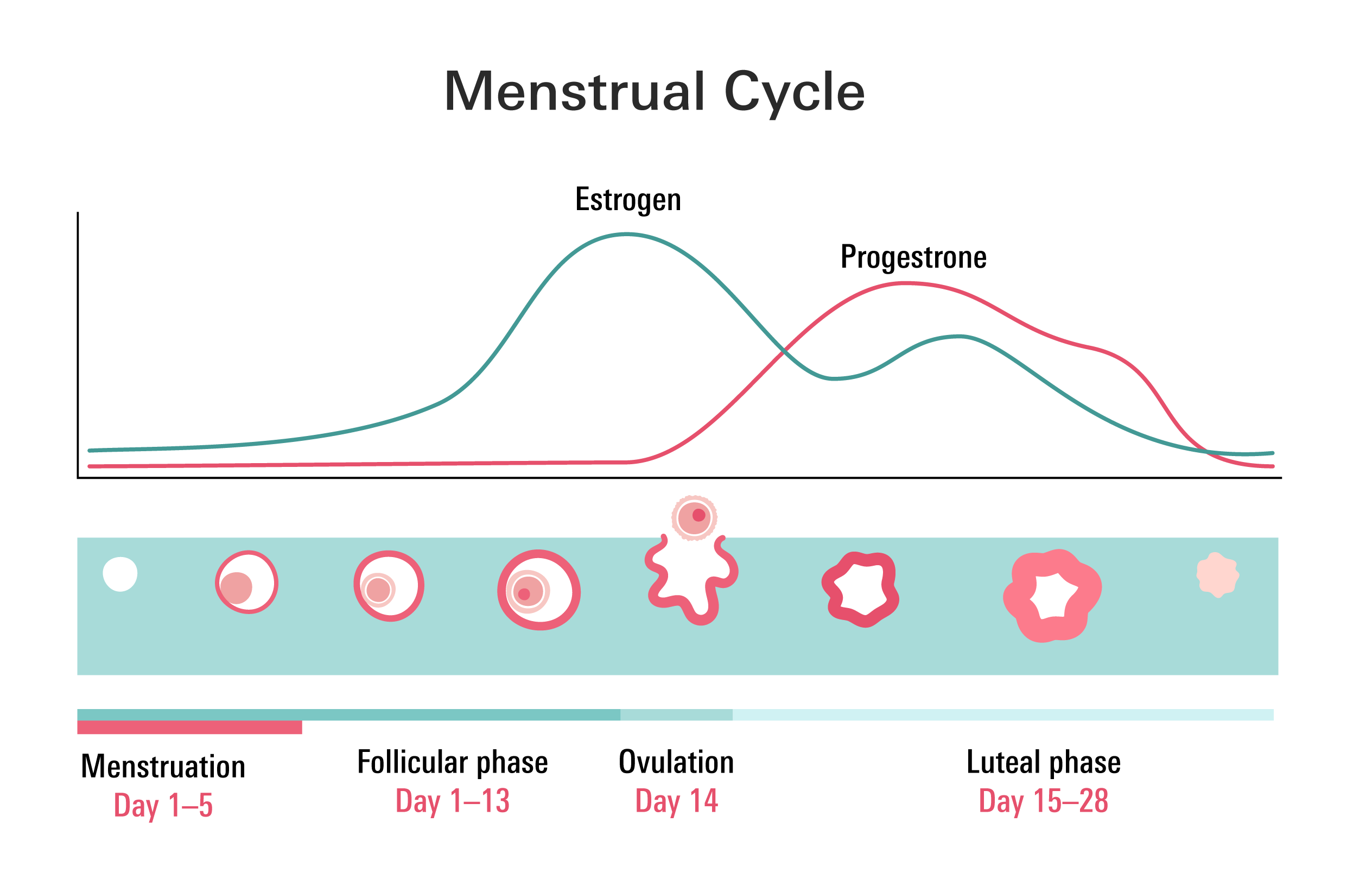 Menstrual Cycle