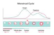 Menstrual Cycle Phases On Birth Control Phases Of The Menstrual Cycle Menstrual Cycle Phases On Birth Control Phases Of The Menstrual Cycle