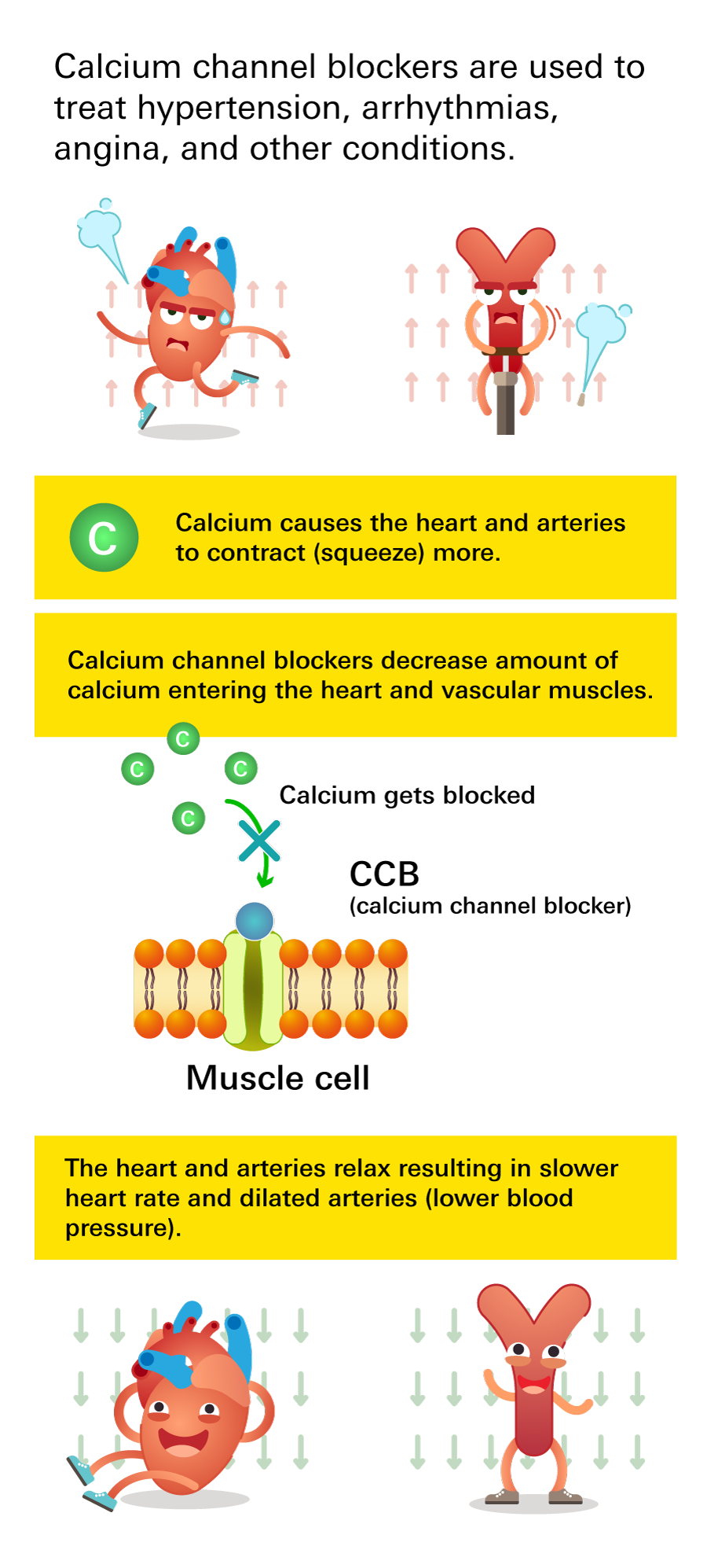 How Calcium Channel Blockers Work