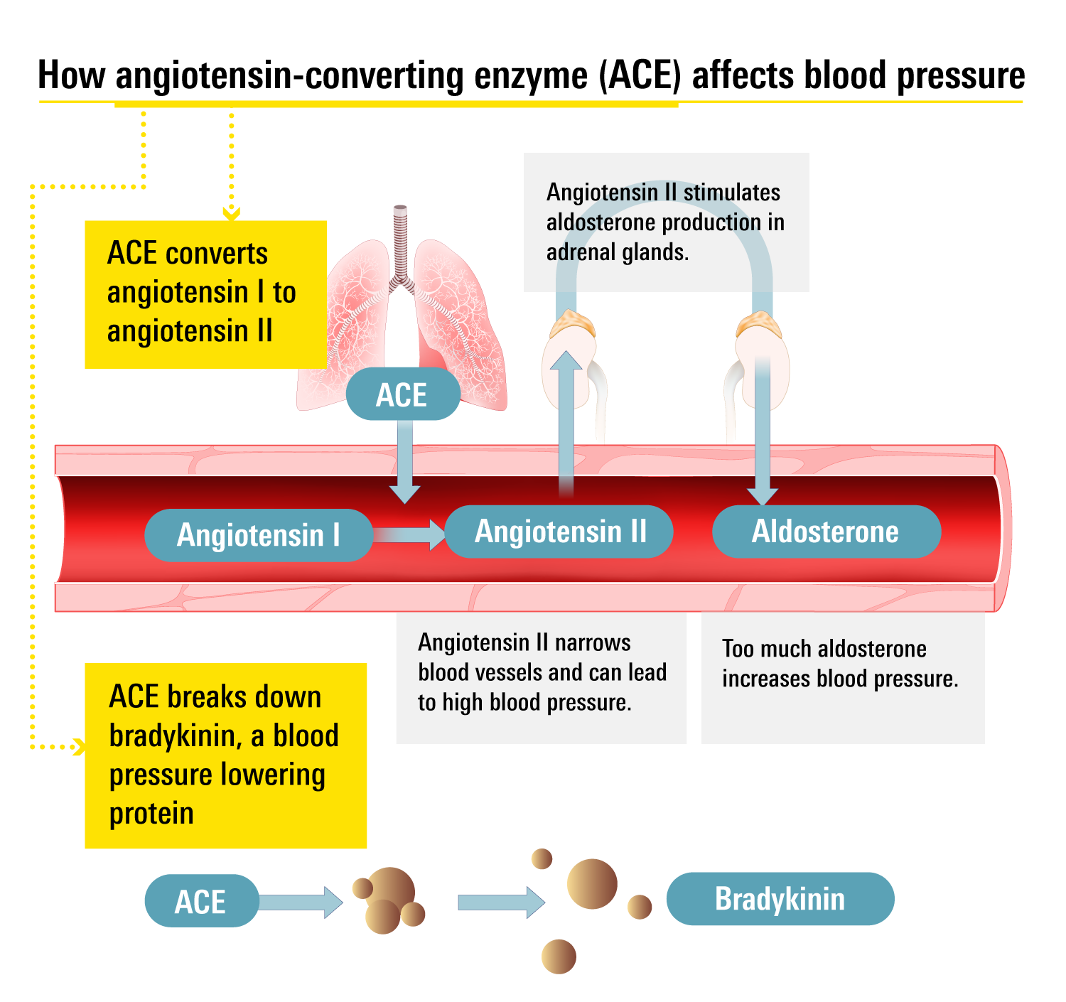How ACE affect blood pressure