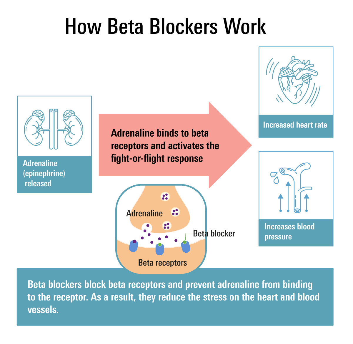 How beta blockers work