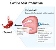 Famotidine Omeprazole Differences Similarities And Which 60 OFF