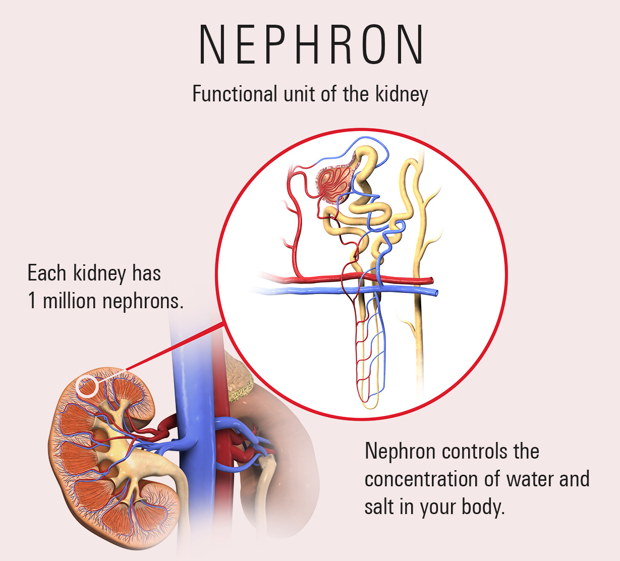The nephron