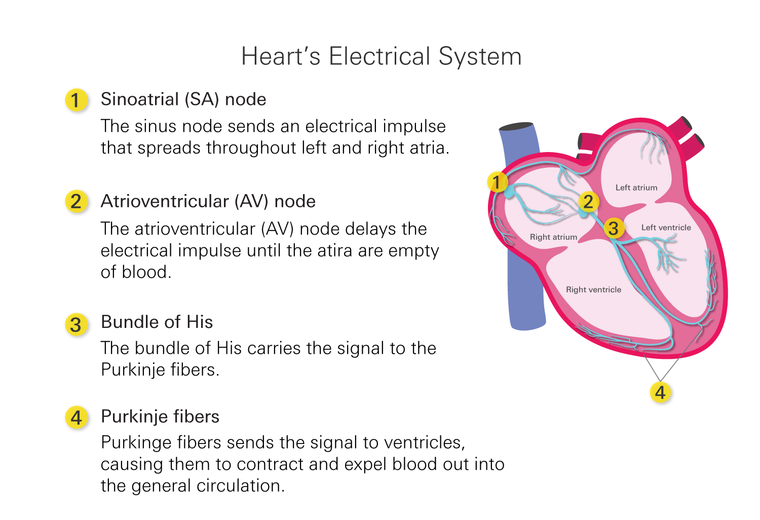 Heart's electrical system